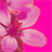 GERALDINE's Avatar